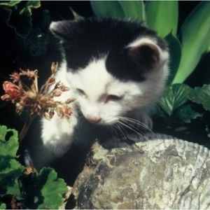 Meet your Posher, Deztiny